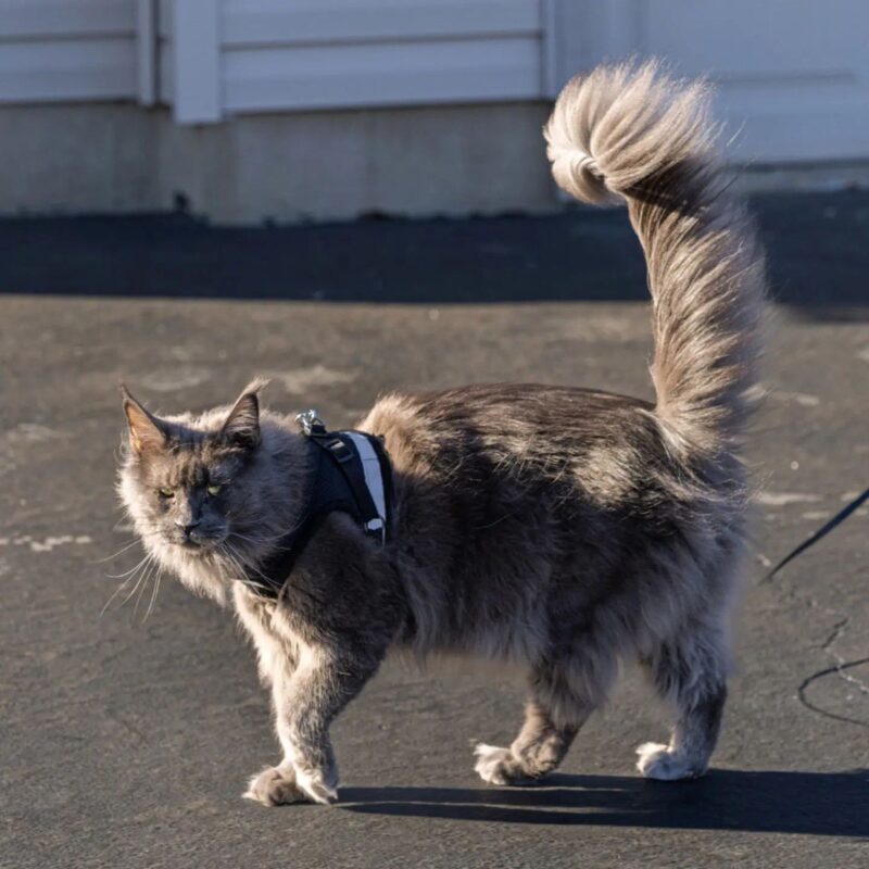 Maine coon cats at a glance