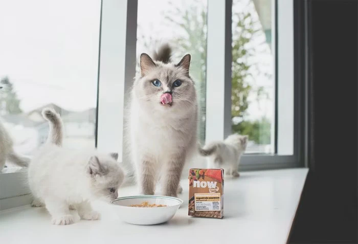 Ragdoll Kittens Health