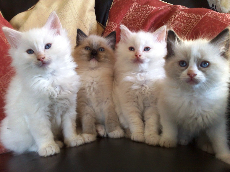 Ragdoll-kittens-we-breed