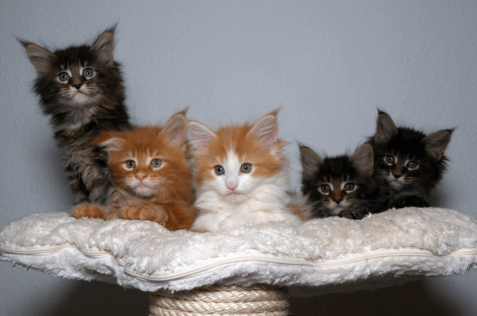 Maine Coon Kittens For Sale | Main Coon Kitten For Sale | Maine Coon