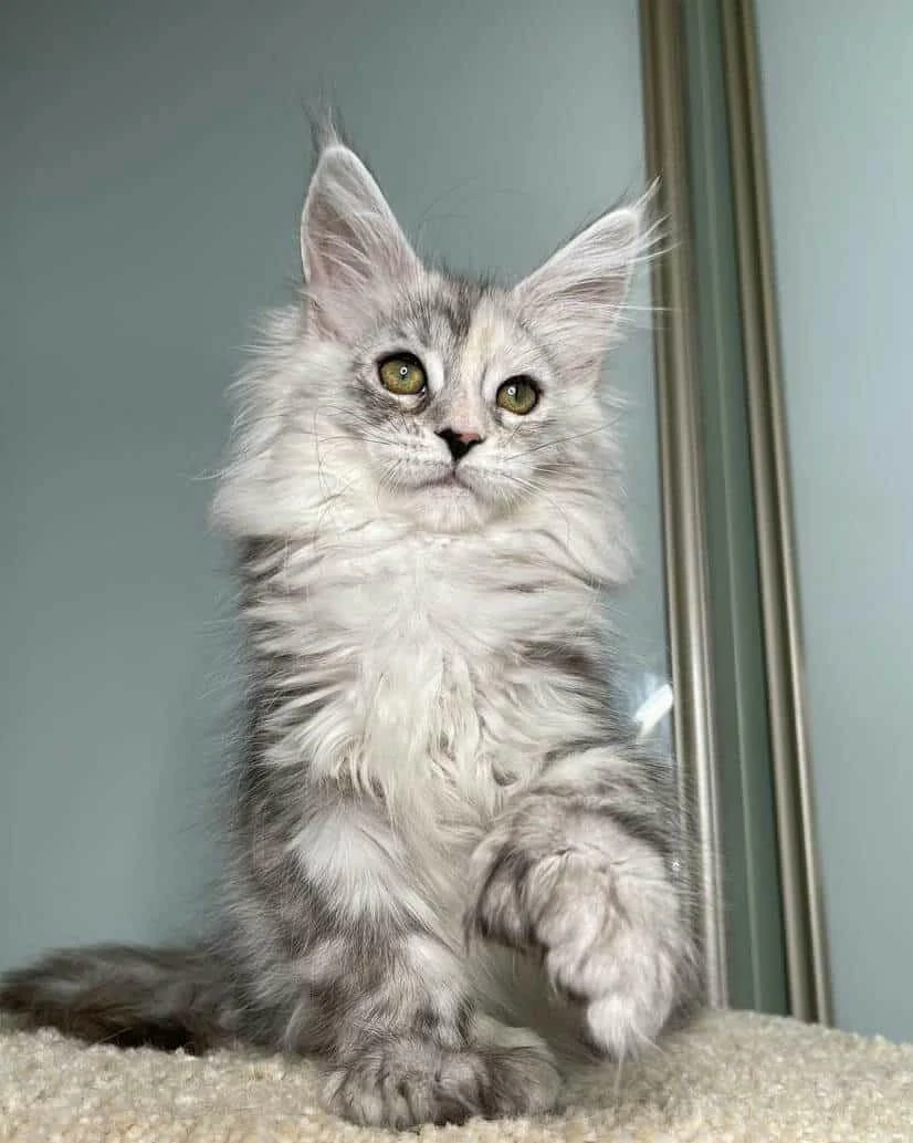 for Sale Maine Coon Kittens