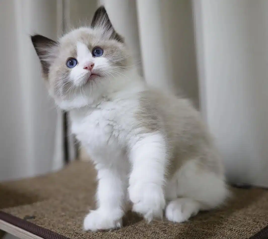Kittens Ragdoll for Sale