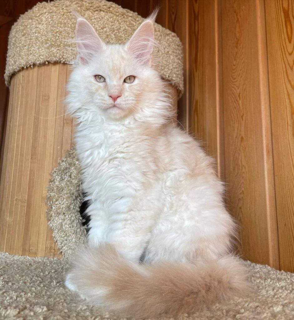 Main Coon Kittens For Sale Near Me