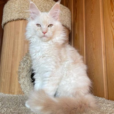 Main Coon Kittens For Sale Near Me