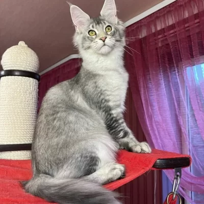 Maine Coon for Sale Kittens