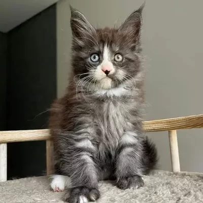 Maine Coon Kittens Sale