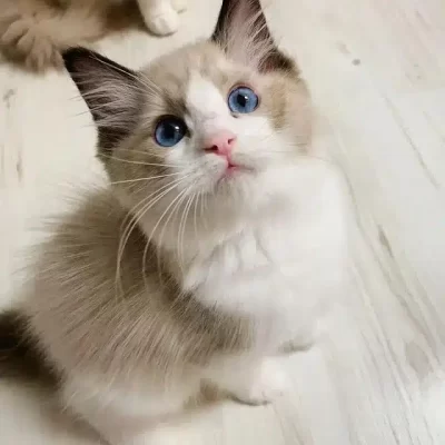 Ragdoll for Sale