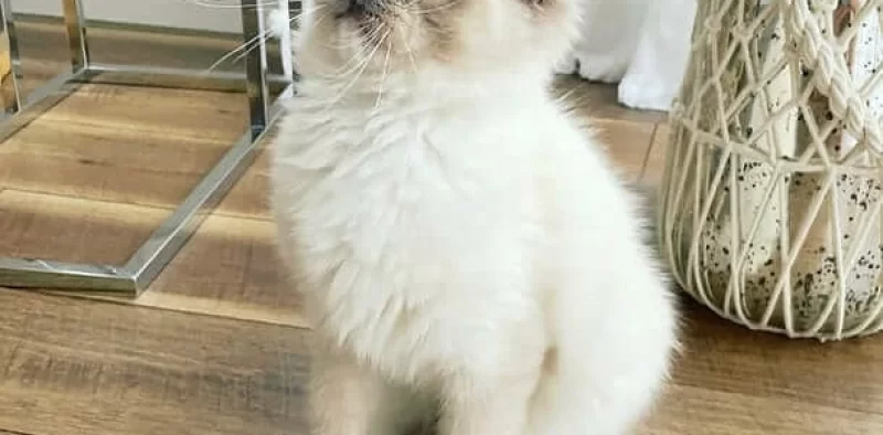 Ragdoll Kitten Sale